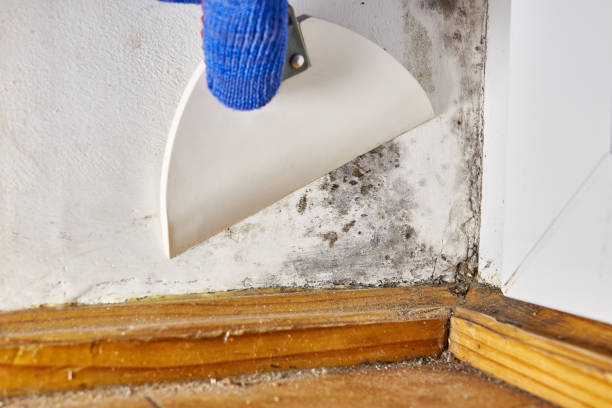 Best Mold Odor Removal Services  in Wathena, KS